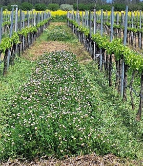 xCUBIERTA%20VEGETAL%20VI%C3%91EDD%20PRIMAVERA